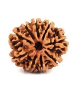 Gauri Shankar Rudraksha