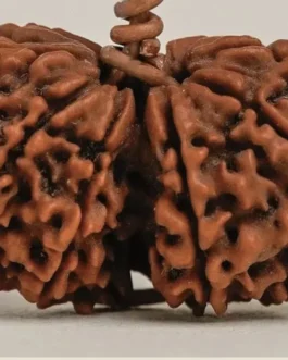 Gauri Shankar Rudraksha
